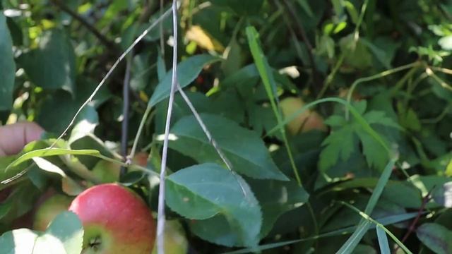 Обзор раннего сорта яблони Елена в Московской обл. смотреть онлайн