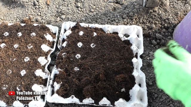 ПОСЕВ МОРКОВИ БЕЗ ПРОРЕЖИВАНИЯ И ПРОПОЛКИ СЕКРЕТ МУДРЫХ ОГОРОДНИКОВ