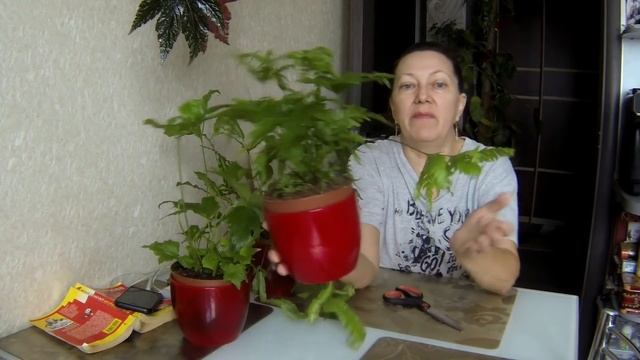 Новые папоротники. Болталка о цветах и планах на них. смотреть онлайн