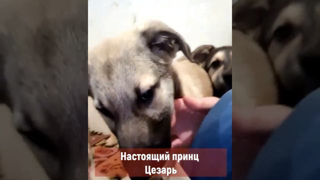 6 щенков из Люберец ищут дом