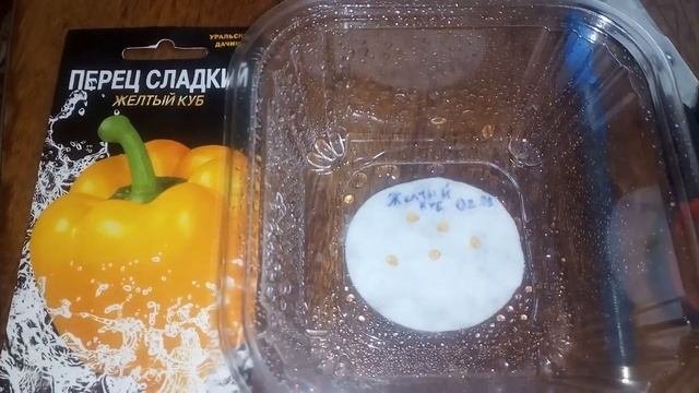 Проращивание семян перца перед посевом.(Сад, дача, огород)