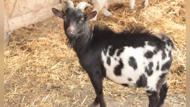 КАМЕРУНСКАЯ ПОРОДА КОЗ. ВСЕ О ПОРОДЕ. ИСТОРИЯ. СОДЕРЖАНИЕ