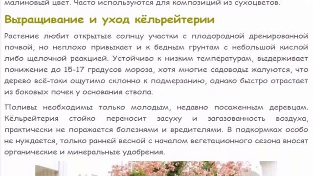 Кёльрейтерия, дерево-фонарик, ложное мыльное дерево.