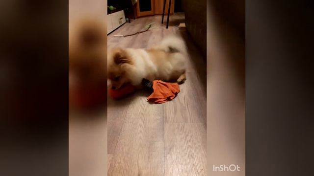 щенок доминирует смотреть онлайн