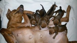 Щенки цвергпинчера. Нам 4 дня.