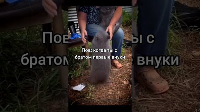 Два брата Вомбата