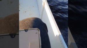 лодка с поперечным реданом, мотор сузуки 15 винт солас 12шаг