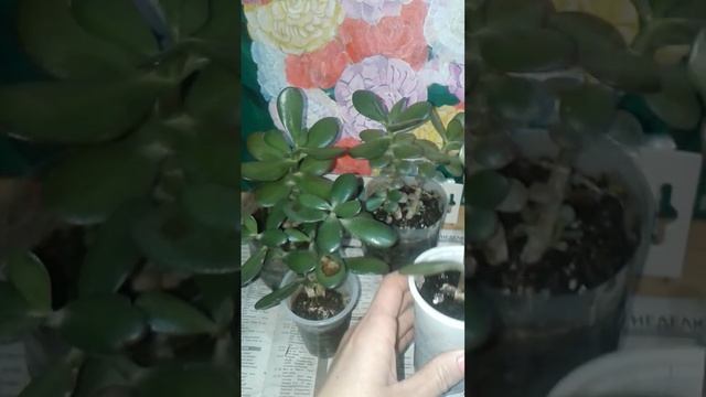 РАЗМНОЖЕНИЕ Денежного Дерева или Толстянки. Три способа.