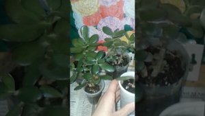 РАЗМНОЖЕНИЕ Денежного Дерева или Толстянки. Три способа.