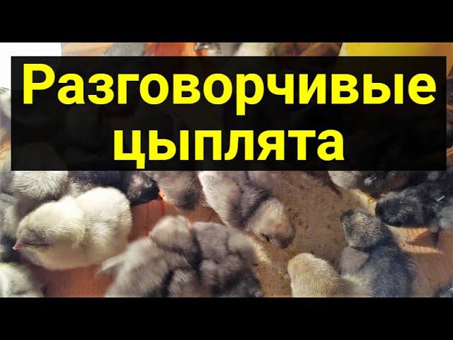 Цыплята разговаривают