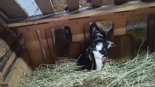 Любимые нубийские козы. Новая коза.Какая лактация? смотреть онлайн