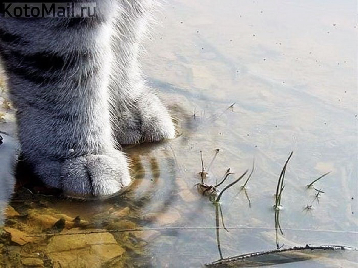 Счастливой Весны! Весенний привет! смотреть онлайн