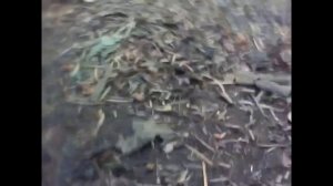 Землеройка shrew суетная зверушка