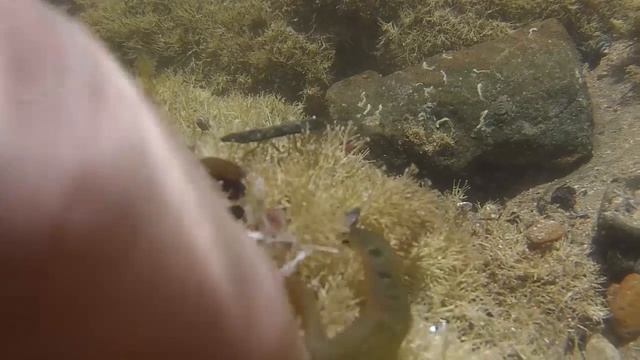 VENOM AND POISON LINOCUT смотреть онлайн