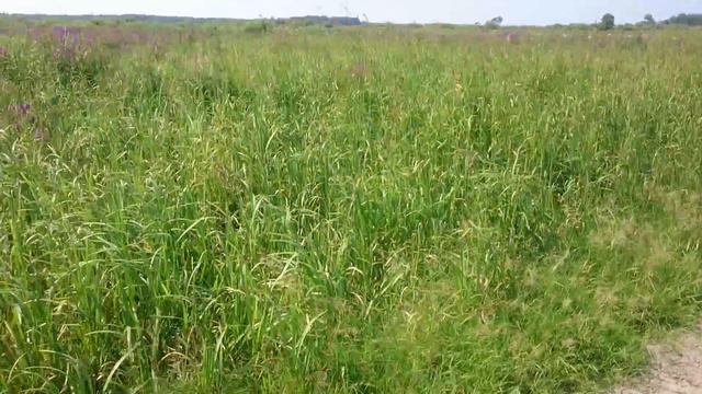 Немного о некоторых медоносах. Часть 3. Продолжение про дербенник спустя три дня. смотреть онлайн