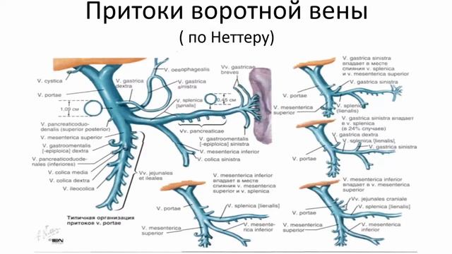 Допплерография при диффузных заболеваниях печени и портальной гипертензии смотреть онлайн