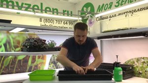 Красная капуста - краснокочанная. Микрозелень. Урок по выращиванию.