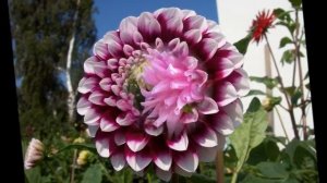 РАСПУСТИЛИСЬ В САДУ ГЕОРГИНЫ