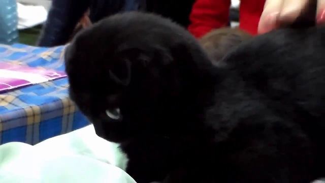 Великолепные ШОТЛАНДЦЫ - Скоттиш Фолд и Скоттиш Страйт | Породы КОШЕК