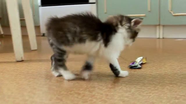 Котенок играет смотреть онлайн