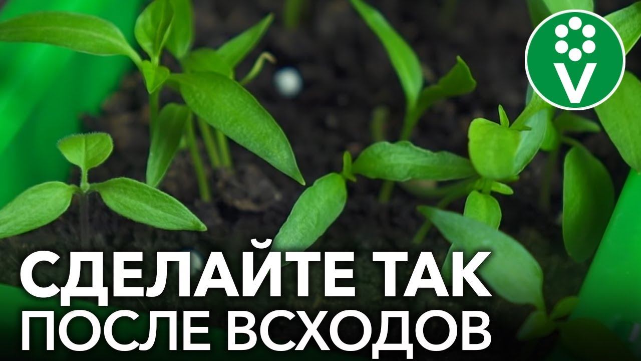 НЕ ПОГУБИТЕ РАССАДУ ПЕРЦА СРАЗУ ПОСЛЕ ВСХОДОВ! Первая подкормка рассады перца и важные нюансы ухода