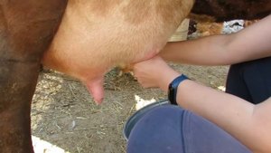 Доим корову РУКАМИ.