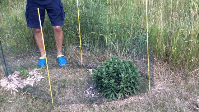 Dave the Butterfly Guy's Butterfly Garden in July смотреть онлайн