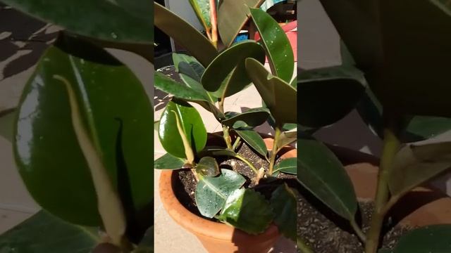 Фикус каучуконосный "Робуста" / ficus elastica "Robusta"