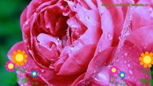 Роза флорибунда Нью Эйдж. Краткий обзор, описание характеристик, где купить саженцы New Age