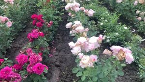 Один из архангелов..Серафим (Seraphim) селекция Кавамото,2013 г