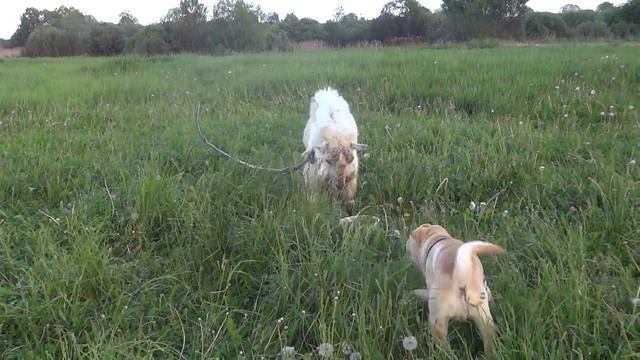 шарпей и козел смотреть онлайн