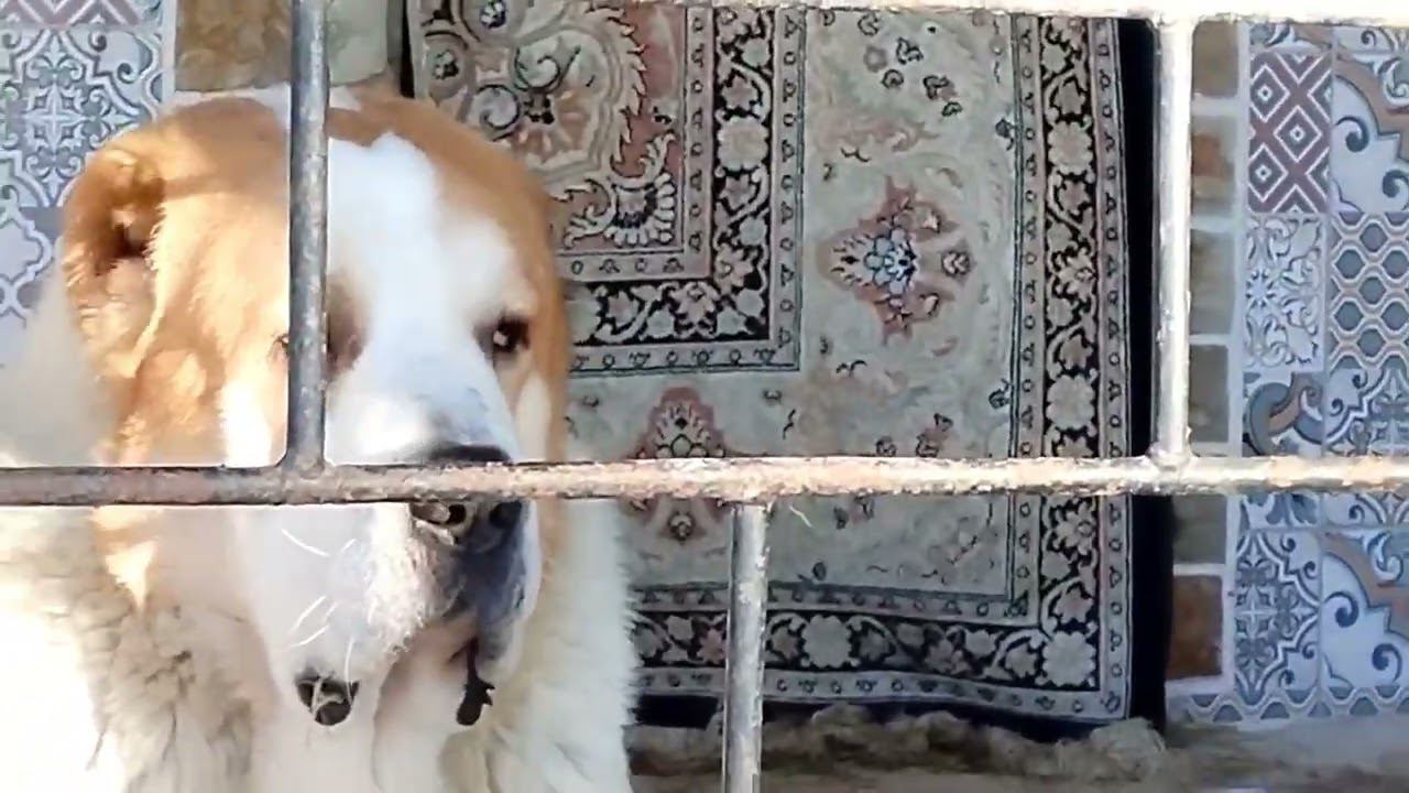 Строим вольер для САО. практические рекомендации. смотреть онлайн