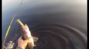 Троллинг судака на Салмо Вэки и не только