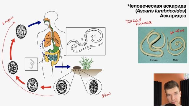 Жизненный цикл аскариды | Биология ЕГЭ