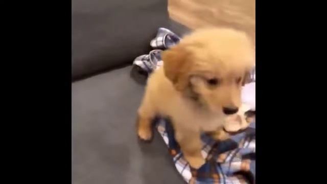 Милые собачки! Милые животные! Заряд позитива! Подборка милых собачек, часть 1