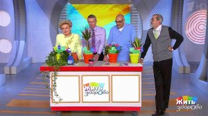 Домашние растения против токсинов. Жить здорово! Фрагмент выпуска от 20.07.2017