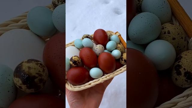 А знаете почему яйца цветные ??