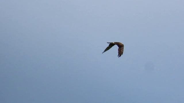 1488. Moták lužní, Montagu's Harrier, Wiesenweihe, Grauwe kiekendief, Луговой лунь, Błotniak łąkowy смотреть онлайн