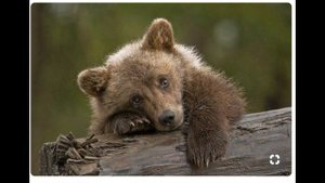 Мишка косолапый-косолапая  песня Андрей Усачев