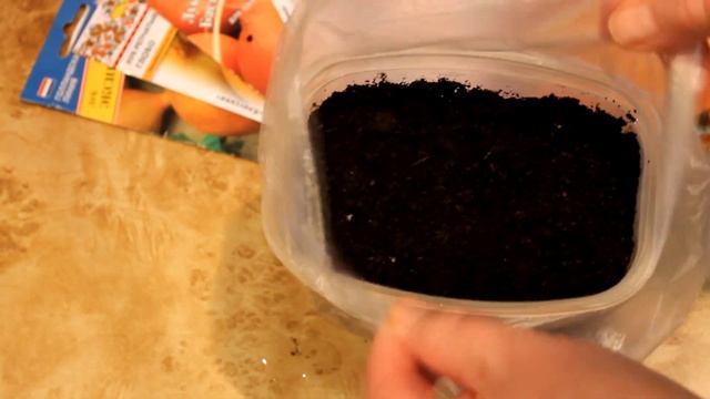 Репчатый лук из семян (чернушки) за один сезон, просто. Пошагово, от посева семян до сбора урожая. смотреть онлайн