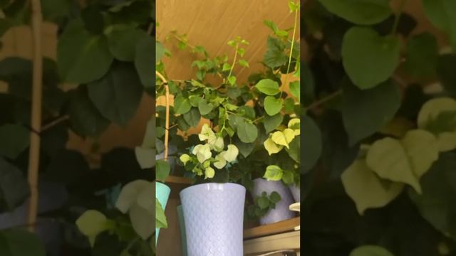 Бугенвіллія та Абутилон! смотреть онлайн