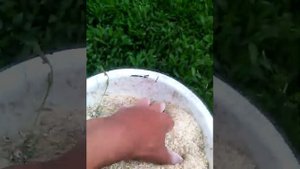 Как сделать комбикорм для кроликов своими руками