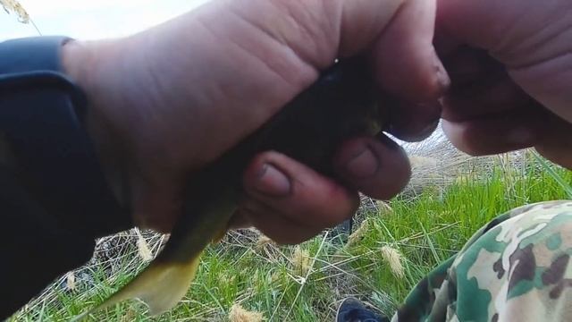 Ловля карася в мае. Рыбалка на поплавок на маховую удочку. смотреть онлайн