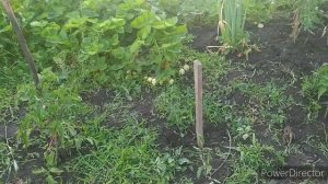 Посадка семенами огурцов в открытый грунт 23.05.2020 огород.