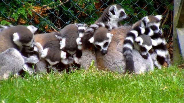 Biblical Dream Interpretation Animals - Would you like the meaning of your dream смотреть онлайн