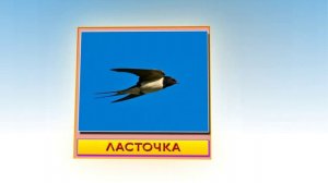 Перелетные птицы картинки с названиями