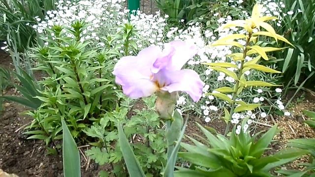 Обзор сада Что цветет 25 мая смотреть онлайн