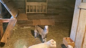 Выпойка для козлят своими руками