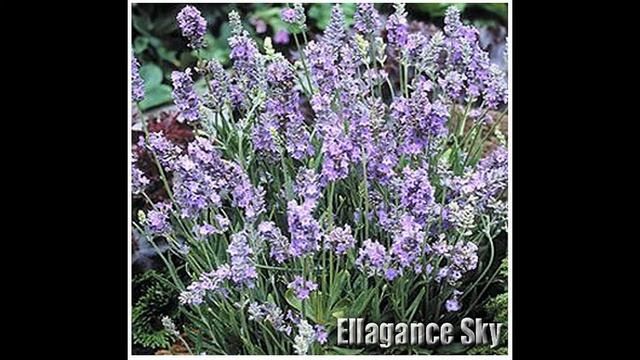 Ellagance Sky Sweet Fragrance Lavender Flower - Lavandula Angustifolia - SEEDS on www.MySeeds.Co смотреть онлайн