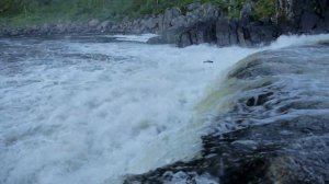 Короткие истории #3.Река Западная Лица,ход сёмги  на нерест.Преодоление переката.